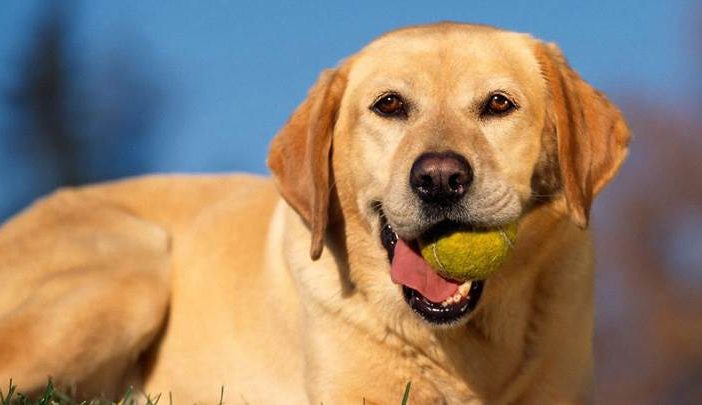 Dog Tennis Ball